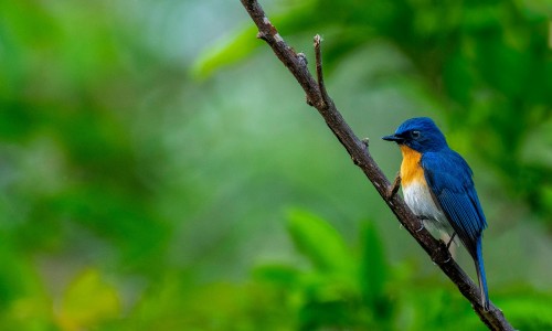 Godawari Bird Watching Tour